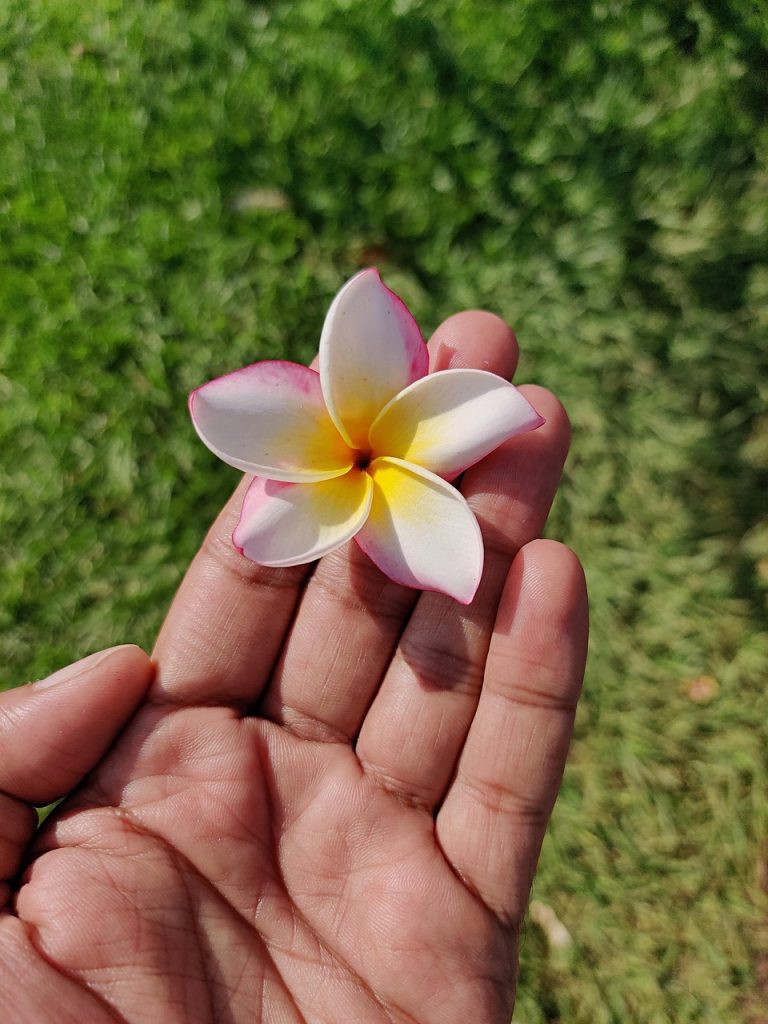 plumeria, flower wallpaper, frangipani, flower background, flower, beautiful flowers, exotic, tropical, hand, nature, open palm